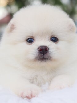 ปอมเมอเรเนียน เพศเมียสีขาวครีม