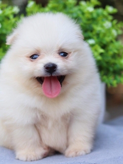 ปอมเมอเรเนียน เพศผู้