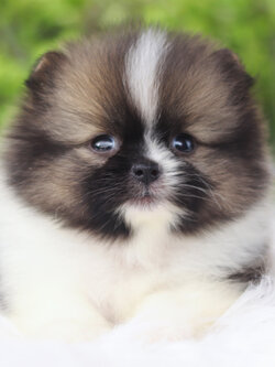 ปอมเมอเรเนียน เพศเมียสีแฟนซีเกรดโชว์