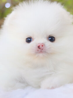 ปอมเมอเรเนียน เพศเมียสีขาว เกรดโชว์ สายเลือดเกาหลี