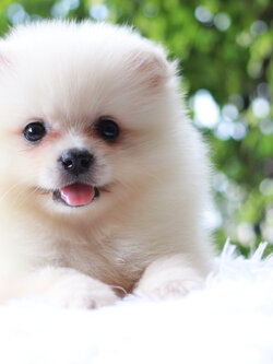 ปอมเมอเรเนียน เพศผู้ หน้าฟ็อก เกรดเลี้ยงเล่น