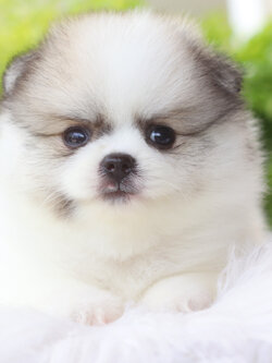 ปอมเมอเรเนียน เพศผู้สีแฟนซี