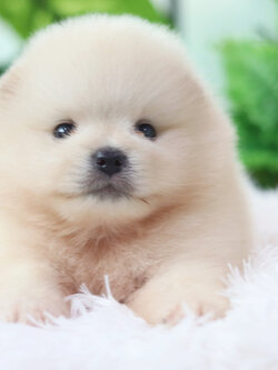 ปอมเมอเรเนียน เพศผู้สีขาวครีม