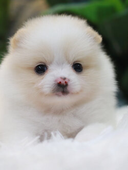 ปอมเมอเรเนียน เพศเมียสีขาวครีม