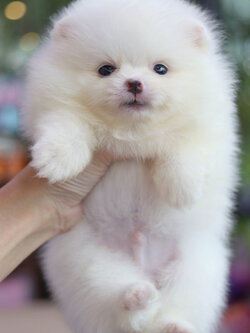 ปอมเมอเรเนียน เพศผู้ สีขาวครีม