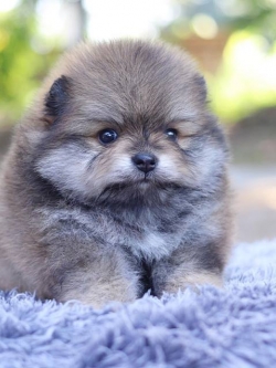 ปอมเมอเรเนียน เพศเมีย