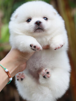 ปอมเมอเรเนียน เพศผู้ หน้าฟ็อก ไซส์ปกติสีขาว