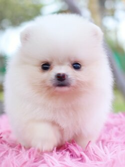 ปอมเมอเรเนียน เพศเมียสีขาวครีม ไซส์เล็ก