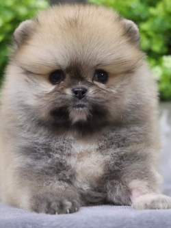 ปอมเมอเรเนียน เพศผู้