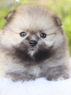 ปอมเมอเรเนียน เพศผู้สีส้ม