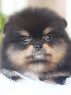 ปอมเมอเรเนียน เพศผู้สีแบล็คแทน