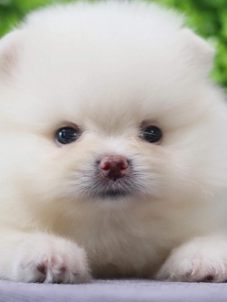 ปอมเมอเรเนียน เพศผู้