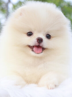 ปอมเมอเรเนียน เพศเมียสีขาวครีม