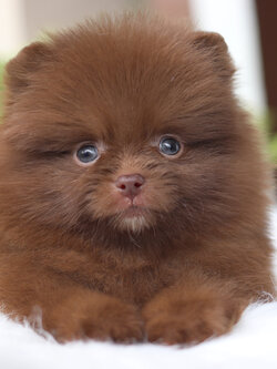 ปอมเมอเรเนียน เพศเมียสีช็อค เกรดโชว์