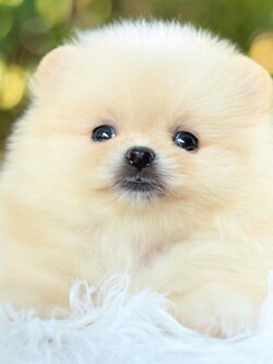 ปอมเมอเรเนียน เพศเมีย สีครีมหน้าตุ๊กตา