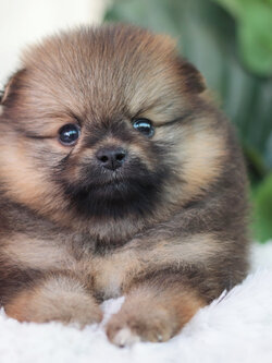 ปอมเมอเรเนียน เพศผู้สีส้ม