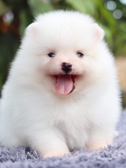 ปอมเมอเรเนียน เพศผู้