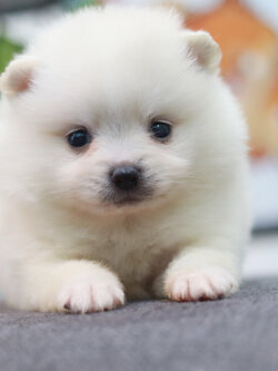 ปอมเมอเรเนียน เพศเมียขาว