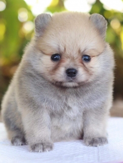 ปอมเมอเรเนียน เพศเมีย