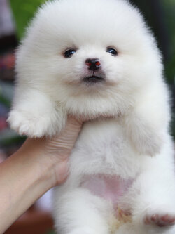 ปอมเมอเรเนียน เพศเมีย