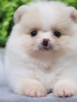 ปอมเมอเรเนียน เพศเมีย