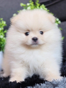 ปอมเมอเรเนียน เพศผู้