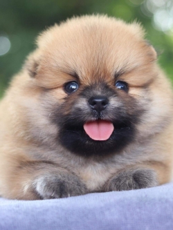 ปอมเมอเรเนียน เพศผู้