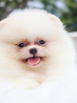 ปอมเมอเรเนียน เพศผู้สีขาวครีม