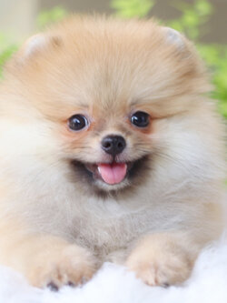 ปอมเมอเรเนียน เพศเมียสีส้ม