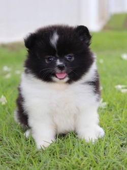 ปอมเมอเรเนียน เพศผู้