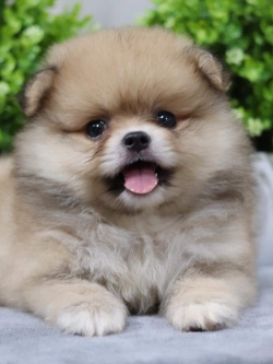 ปอมเมอเรเนียน เพศผู้