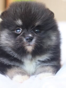 ปอมเมอเรเนียน เพศผู้ แบล็คแทน