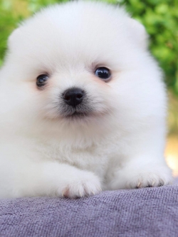 ปอมเมอเรเนียน เพศผู้