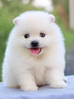 ปอมเมอเรเนียน เพศผู้สีขาว