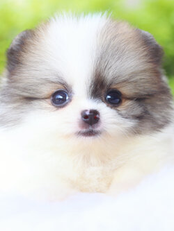 ปอมเมอเรเนียน เพศเมียสีแฟนซี