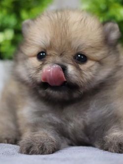 ปอมเมอเรเนียน เพศผู้