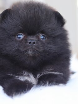 ปอมเมอเรเนียน เพศผู้ สีดำ