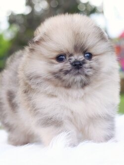 ปอมเมอเรเนียน เพศผู้สีเรดเมอร์เร่ตาสีฟ้า