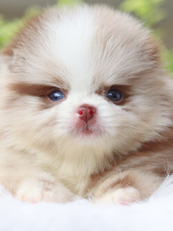 ปอมเมอเรเนียน เพศเมีย สีแฟนซีช็อค