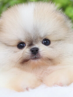 ปอมเมอเรเนียน เพศเมียสีแฟนซี เกรดโชว์