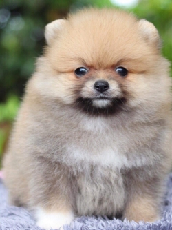 ปอมเมอเรเนียน เพศผู้