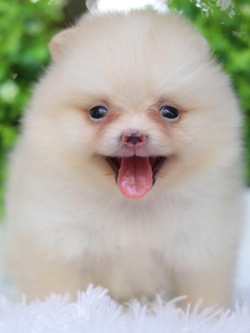 ปอมเมอเรเนียน เพศเมี