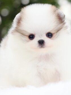 ปอมเมอเรเนียน เพศเมียสีแฟนซี เกรดโชว์