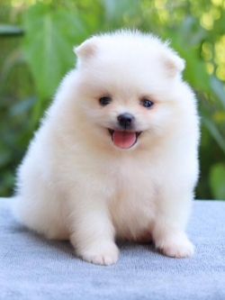 ปอมเมอเรเนียน เพศเมีย