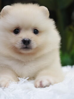 ปอมเมอเรเนียน เพศผู้ขาวครีม