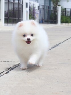 ปอมเมอเรเนียน เพศผู้สีขาวครีม