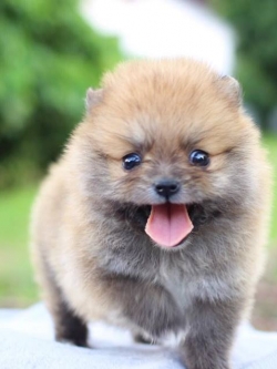 ปอมเมอเรเนียน เพศเมียทีคัพ