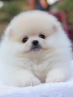 ปอมเมอเรเนียน เพศเมียขาวครีมขนแน่นหน้าตุ๊กตา