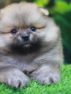 ปอมเมอเรเนียน เพศผู้สีส้ม ขนแน่นๆ