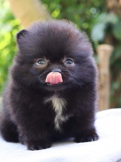 ปอมเมอเรเนียน เพศผู้สีดำ